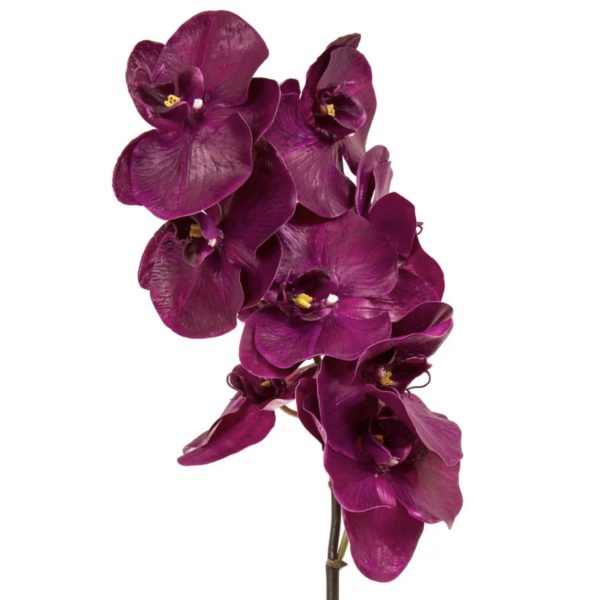Orchid Phalaenopsis Spray-Fuchsia Flower 1