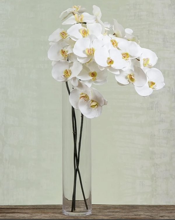 Orchid Phalaenopsis Spray-White Flower 2